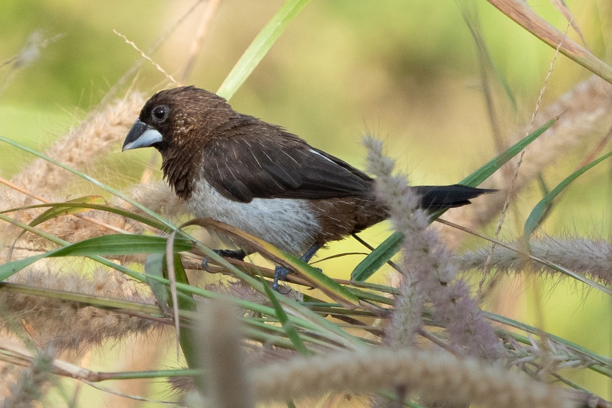 White-rumped Munia - ML293824621