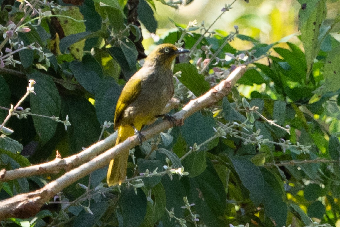Pale-eyed Bulbul - ML293825601