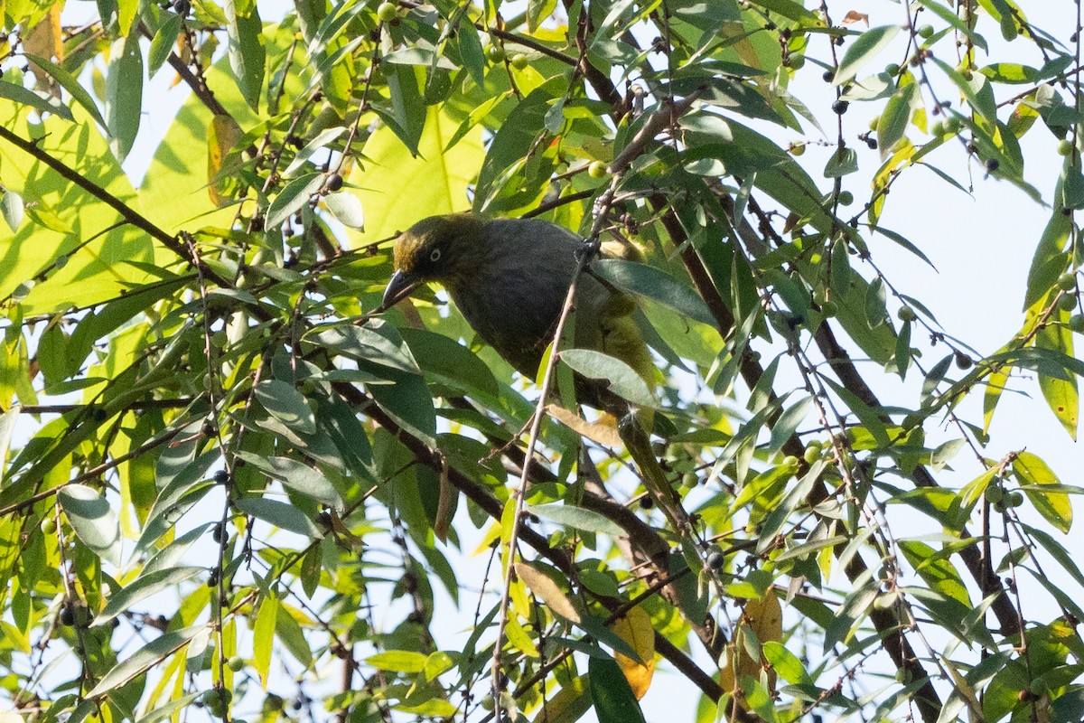 Pale-eyed Bulbul - ML293825631