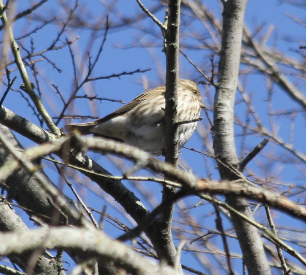 Purple Finch - ML293825751