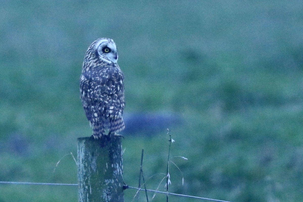 Short-eared Owl - ML293832591