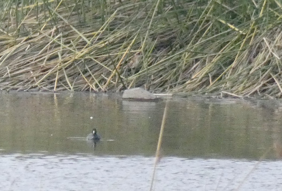 Least Bittern - ML293833491