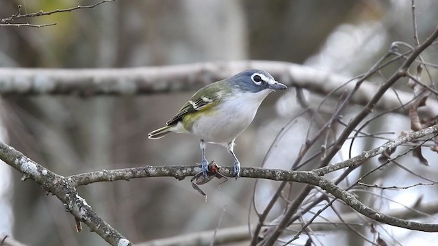 Blue-headed Vireo - ML293834311