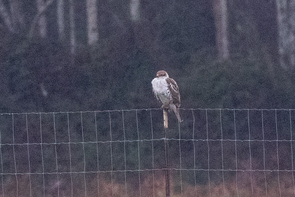 Ferruginous Hawk - ML293834881