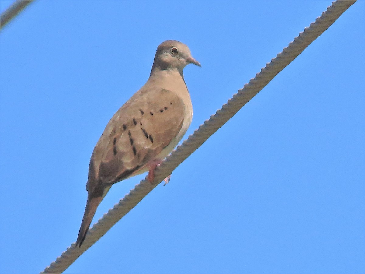 Plain-breasted Ground Dove - Alfonso Auerbach