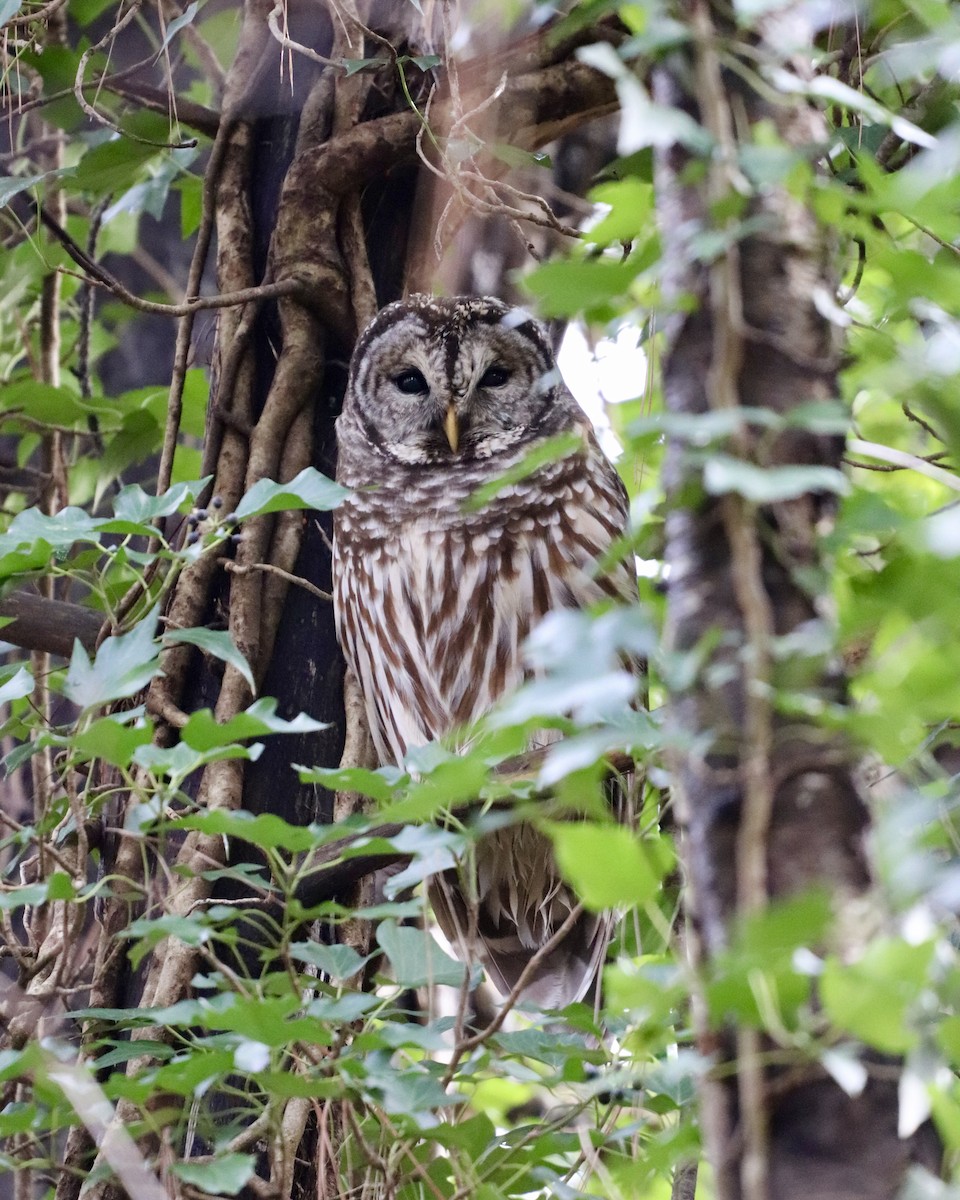 Barred Owl - ML293836521
