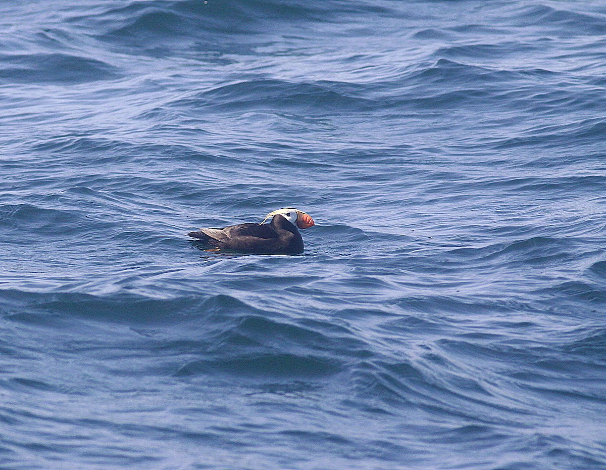 Tufted Puffin - Jim Beeke