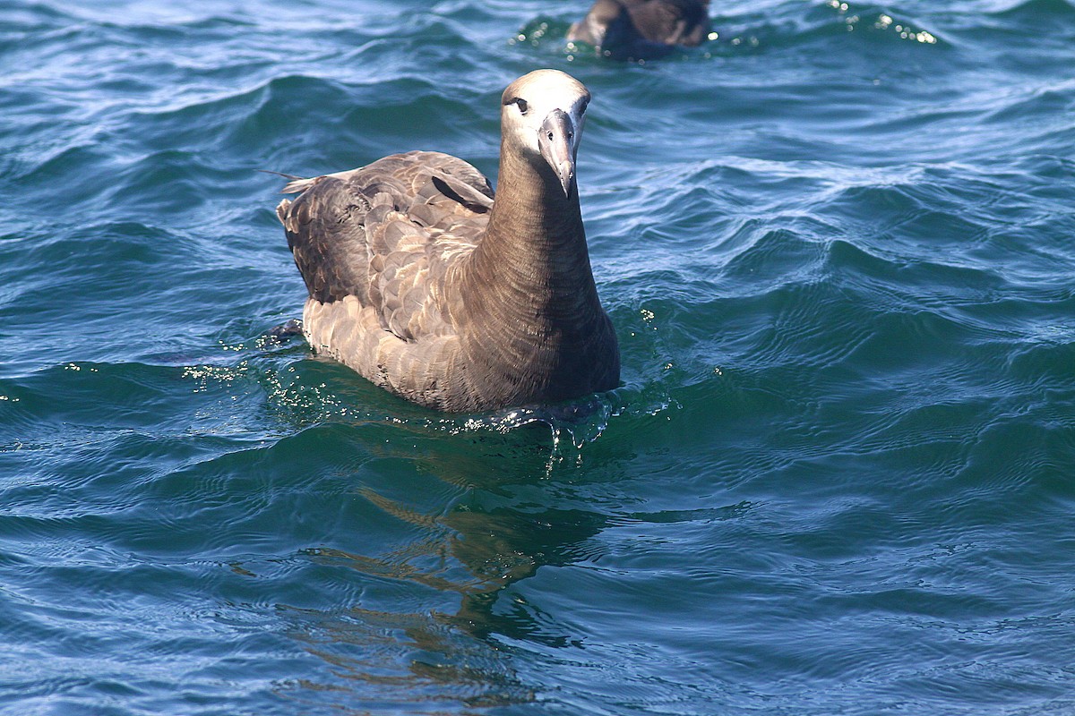 Albatros à pieds noirs - ML293837241