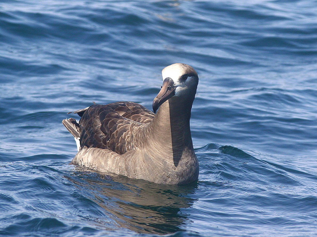 Albatros à pieds noirs - ML293837421