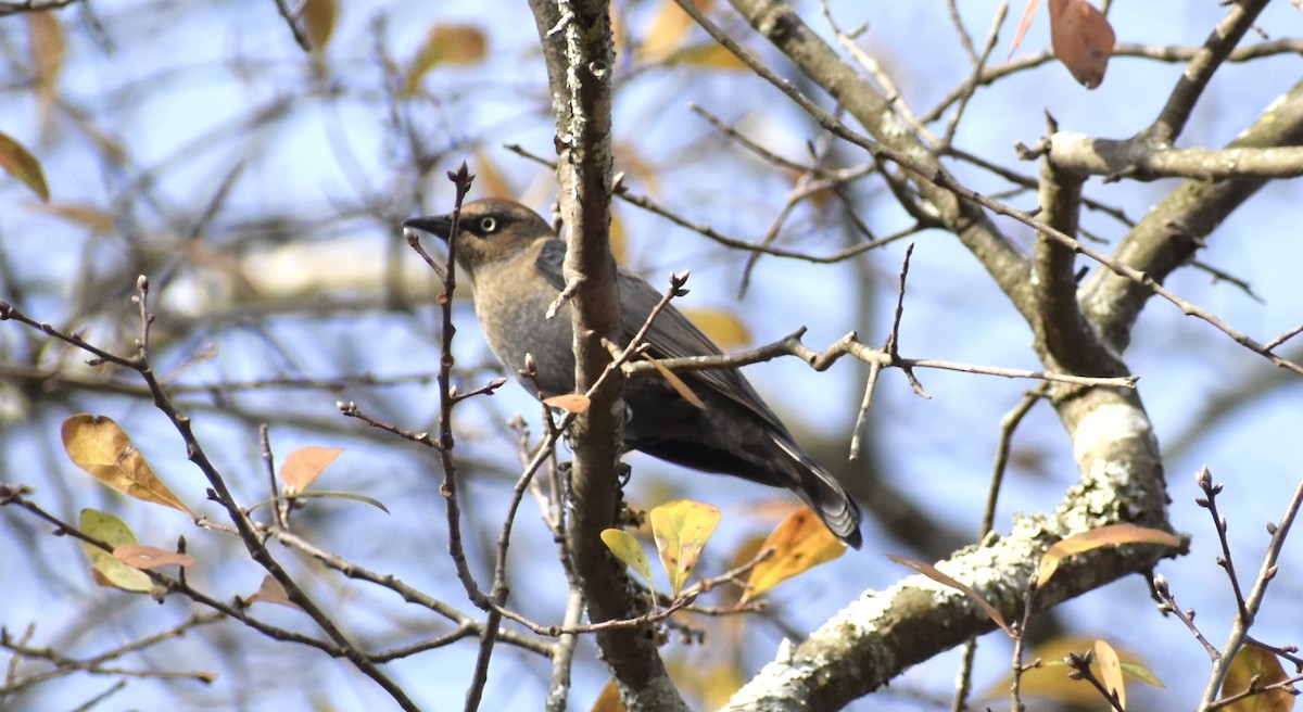 Rusty Blackbird - Paul Wallace