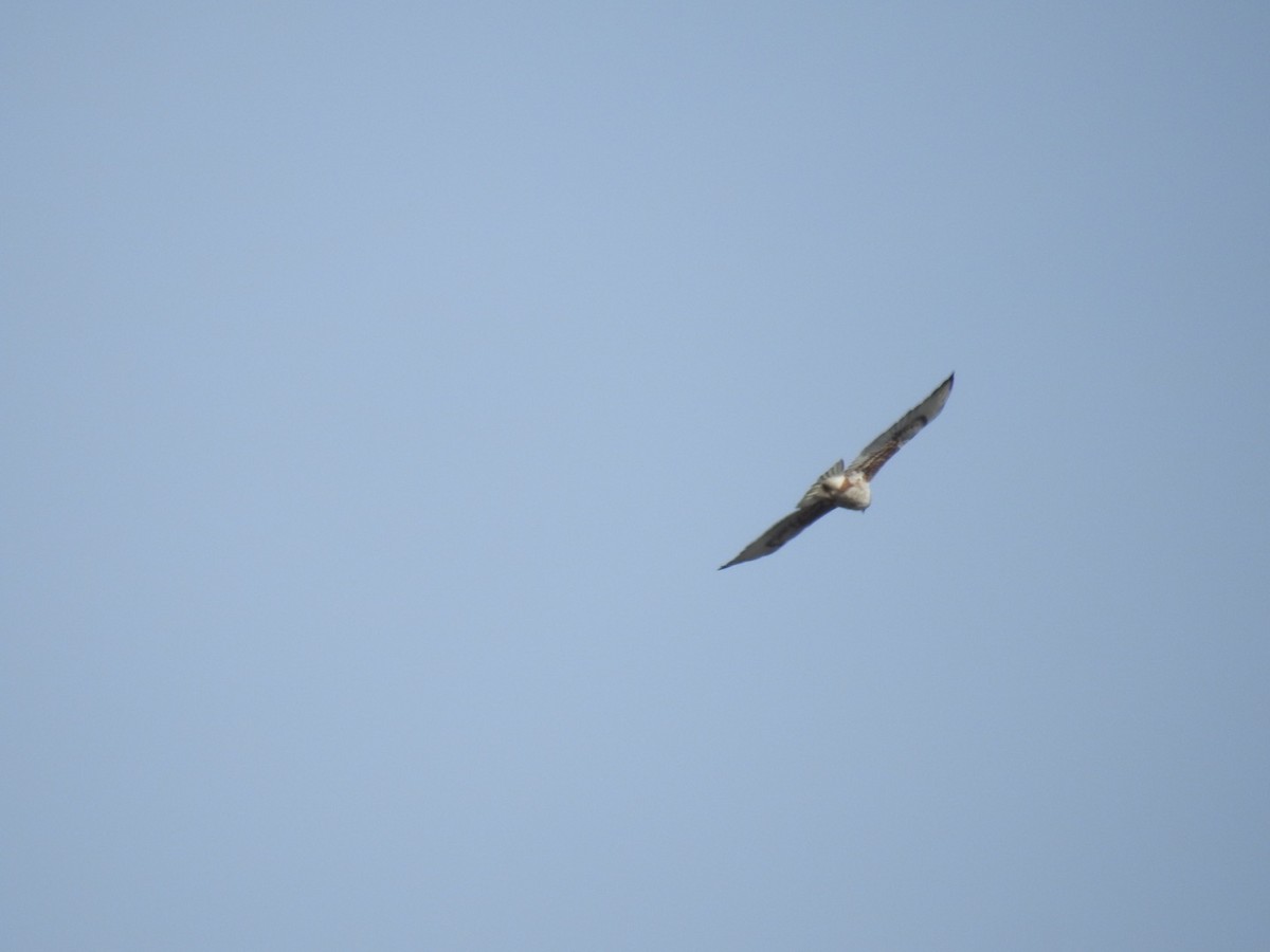 Ferruginous Hawk - ML293841661