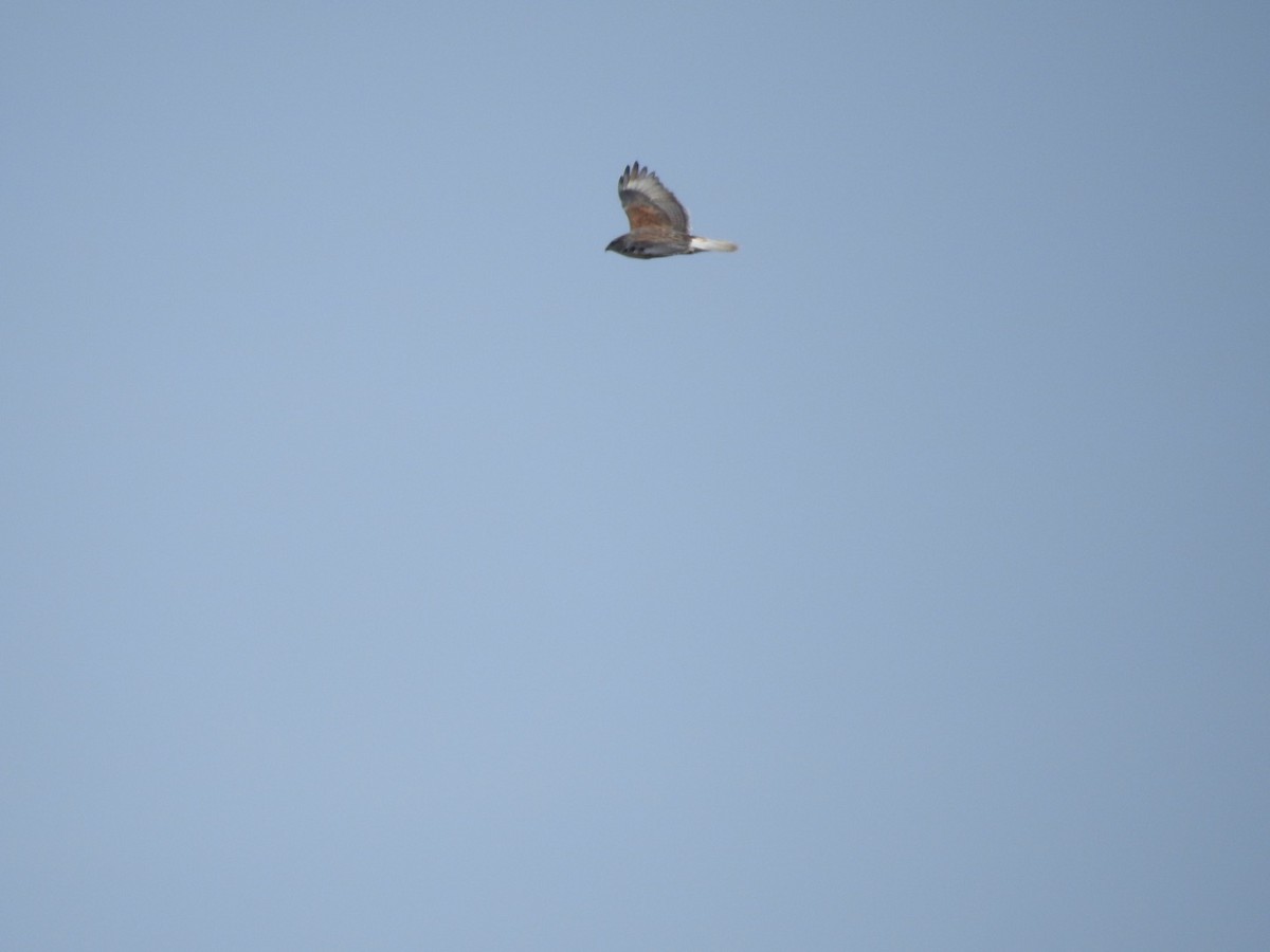 Ferruginous Hawk - ML293841681