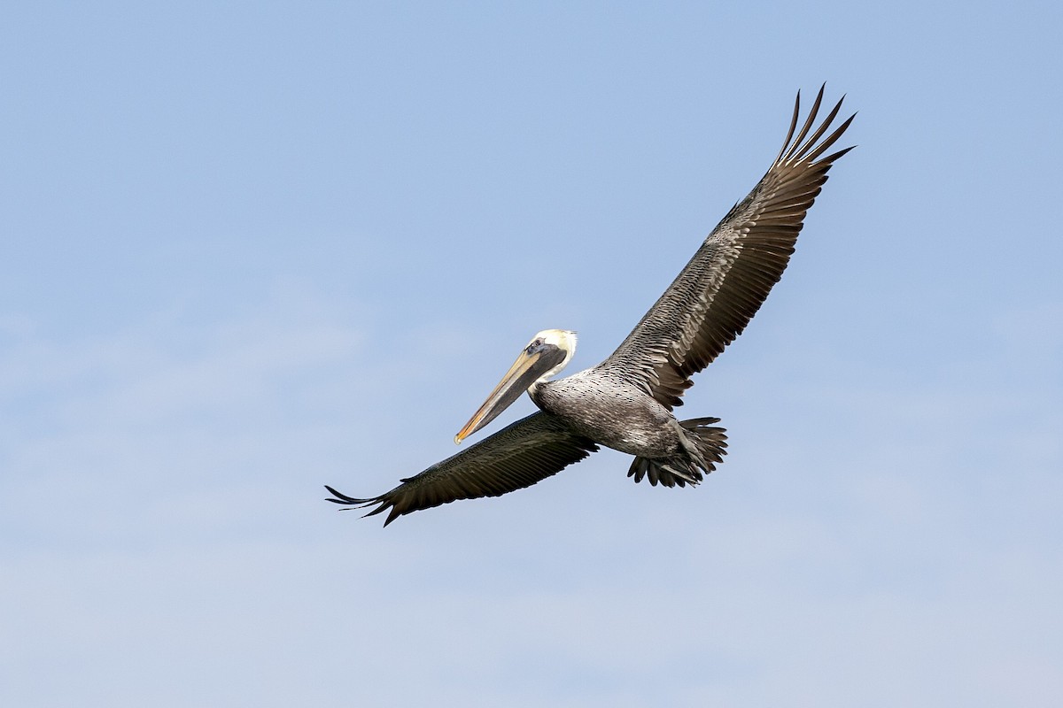 Brown Pelican - ML293842011