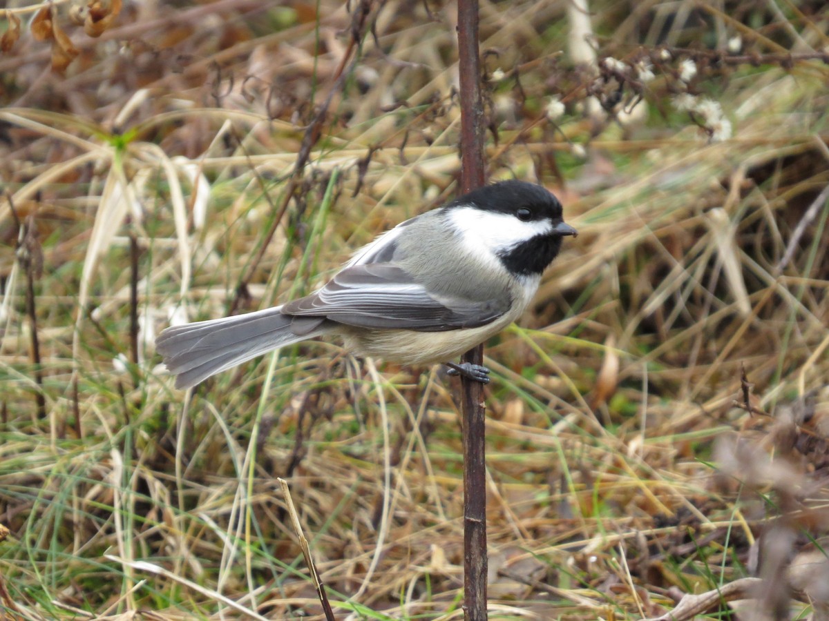 Mésange à tête noire - ML293842111