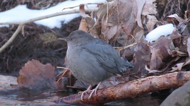 American Dipper - ML293842661