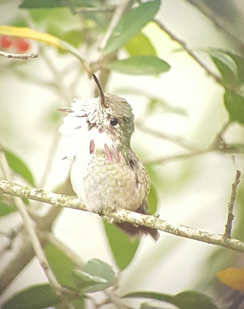 Calliope Hummingbird - Nicholas DeMaio