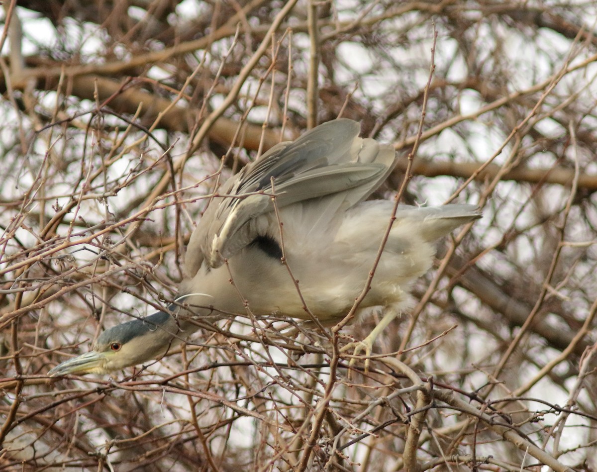 Ногоовор зашин - ML293845091