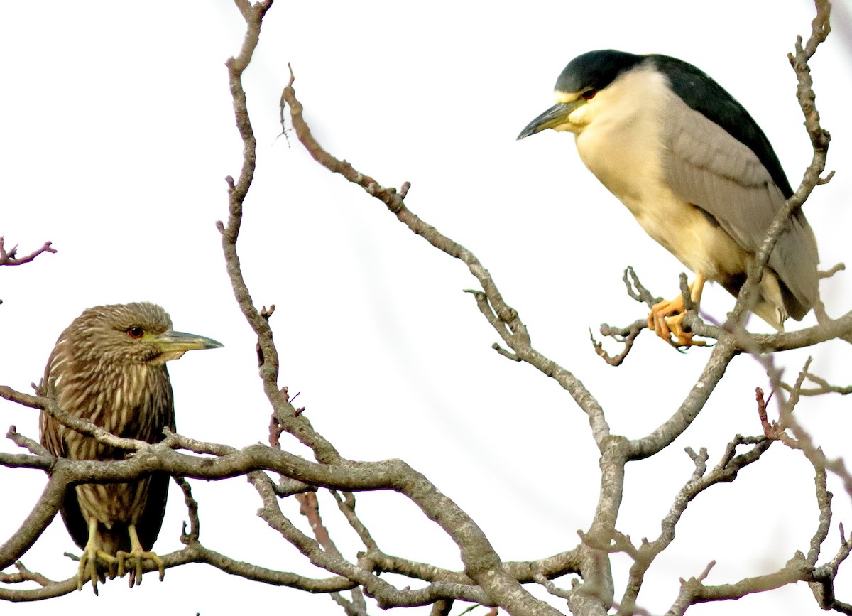 Ногоовор зашин - ML293845201