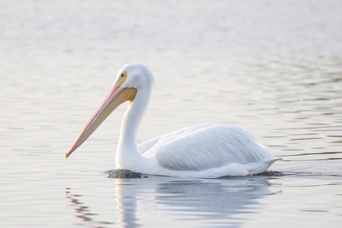 American White Pelican - ML293846301