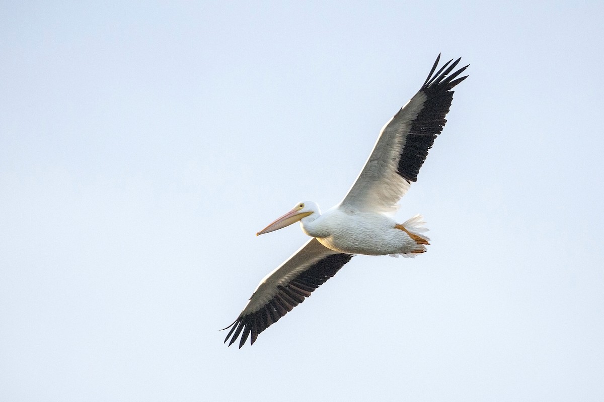 American White Pelican - ML293846501