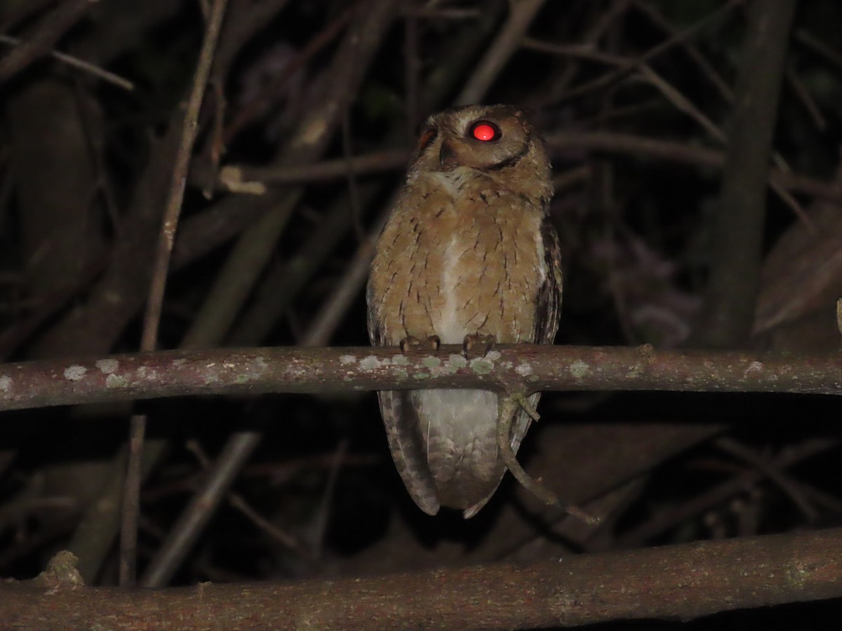 Indian Scops-Owl - ML293847011