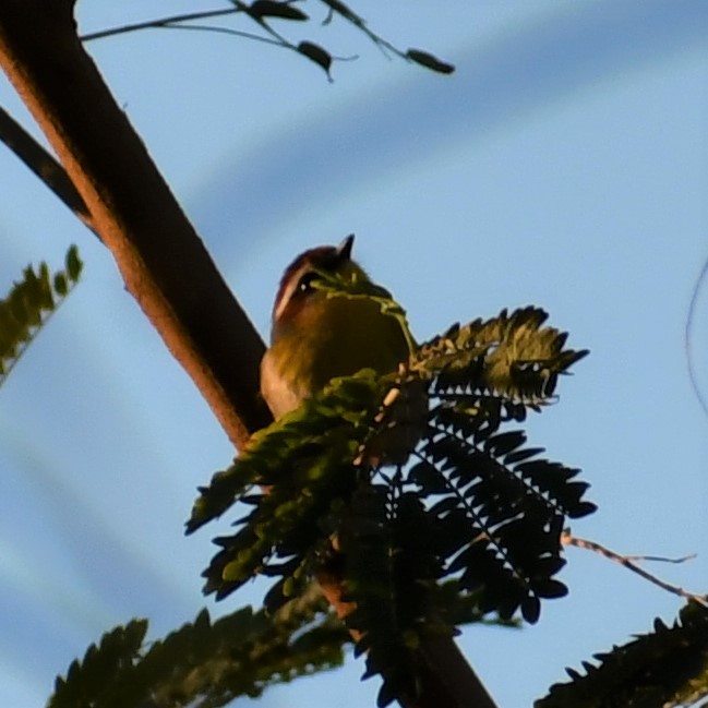 Rotkappen-Waldsänger - ML293848551