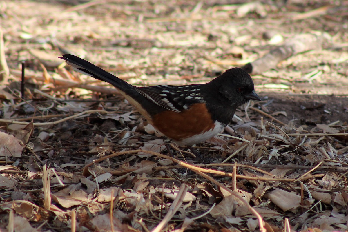 Spotted Towhee - David Lerwill