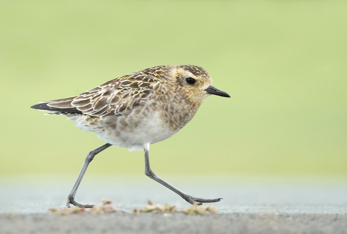 Pacific Golden-Plover - David Irving