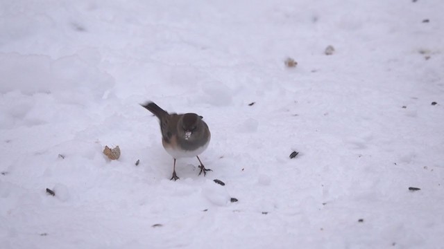 Junco Ojioscuro (grupo oreganus) - ML293852881