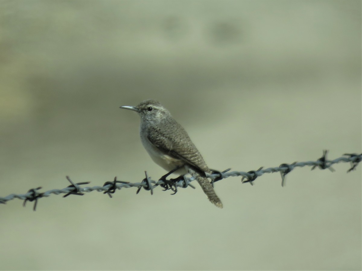 Rock Wren - Becky Turley