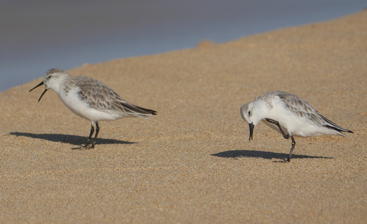 Bécasseau sanderling - ML293853721