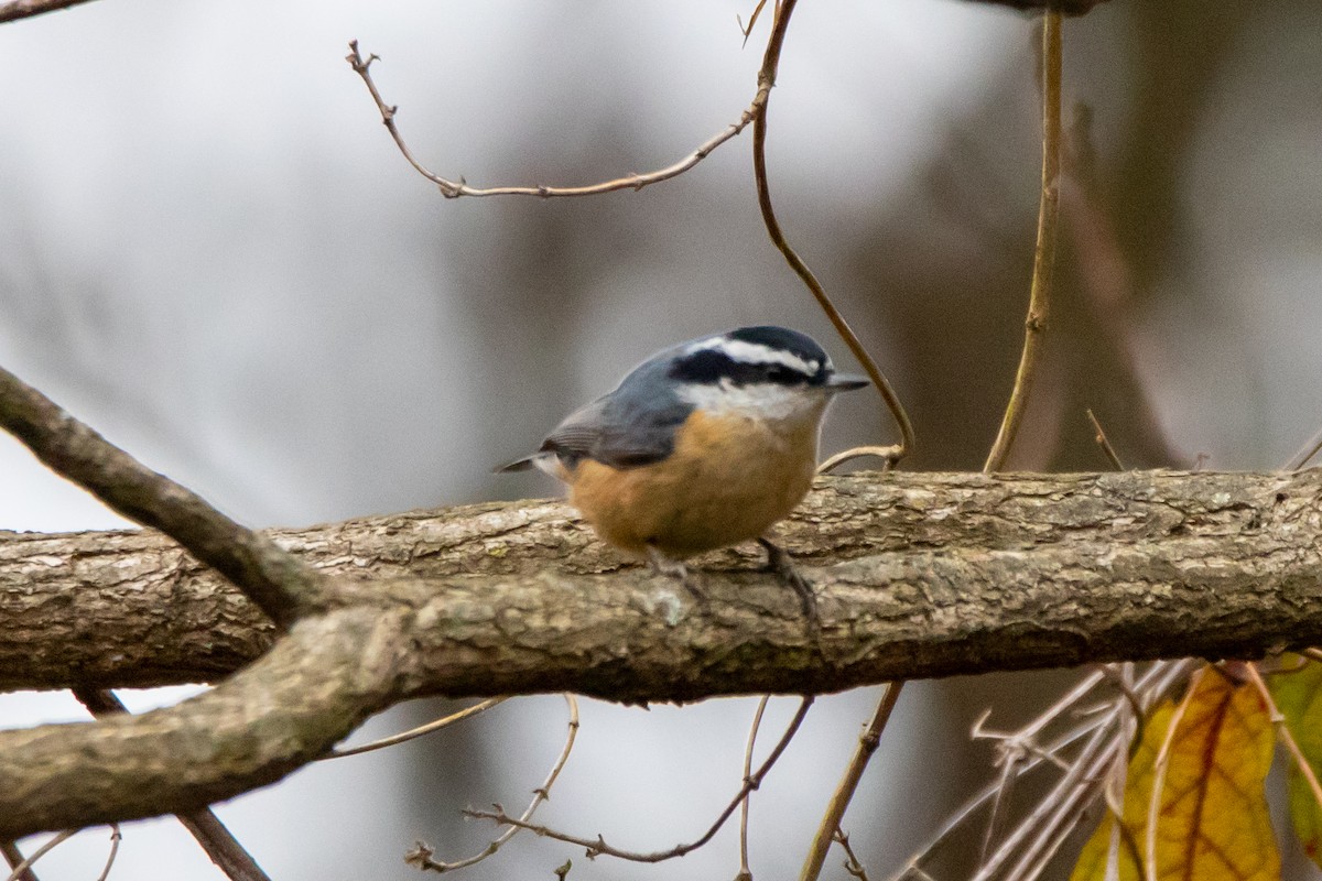 Red-breasted Nuthatch - ML293854731