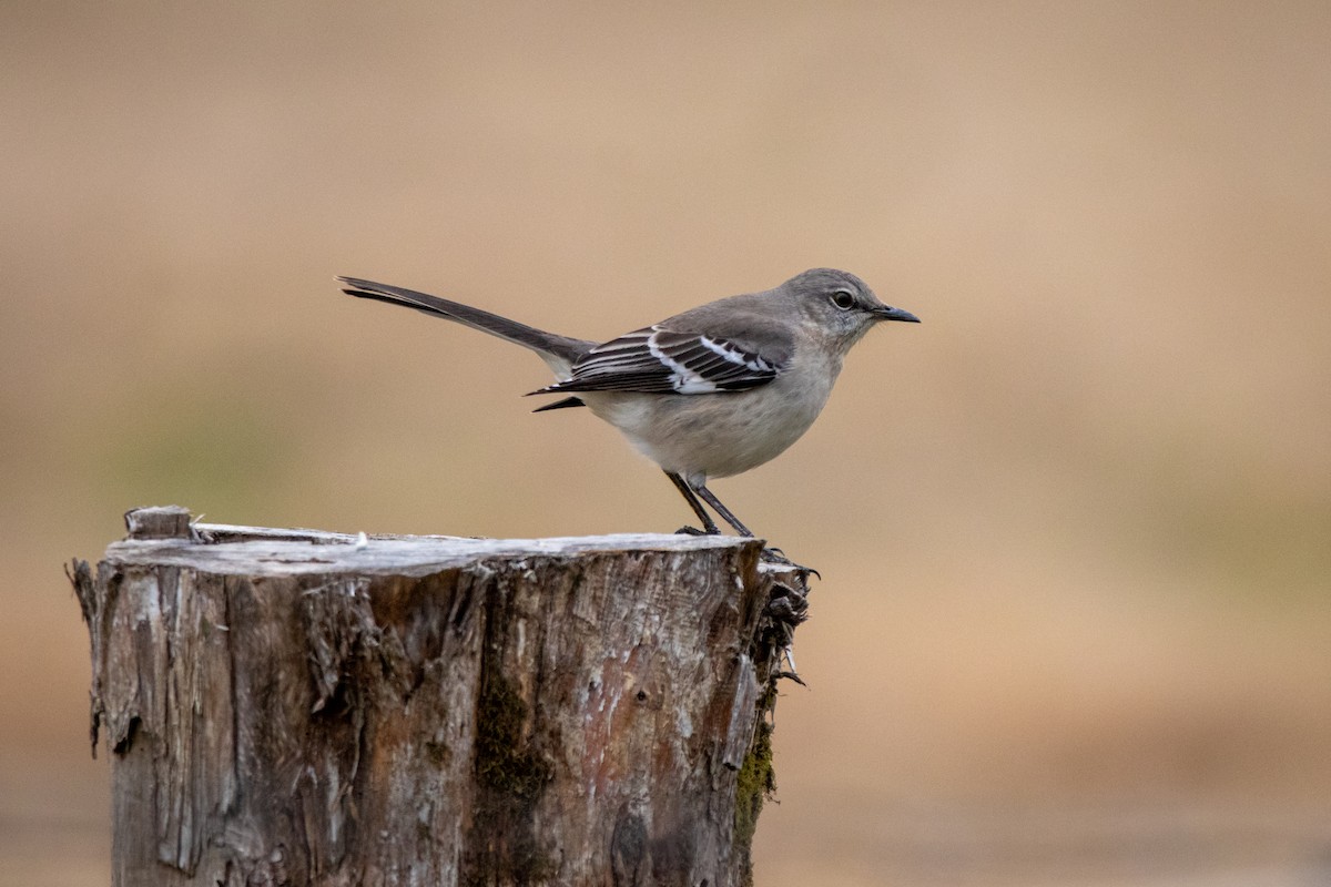 Northern Mockingbird - ML293854891