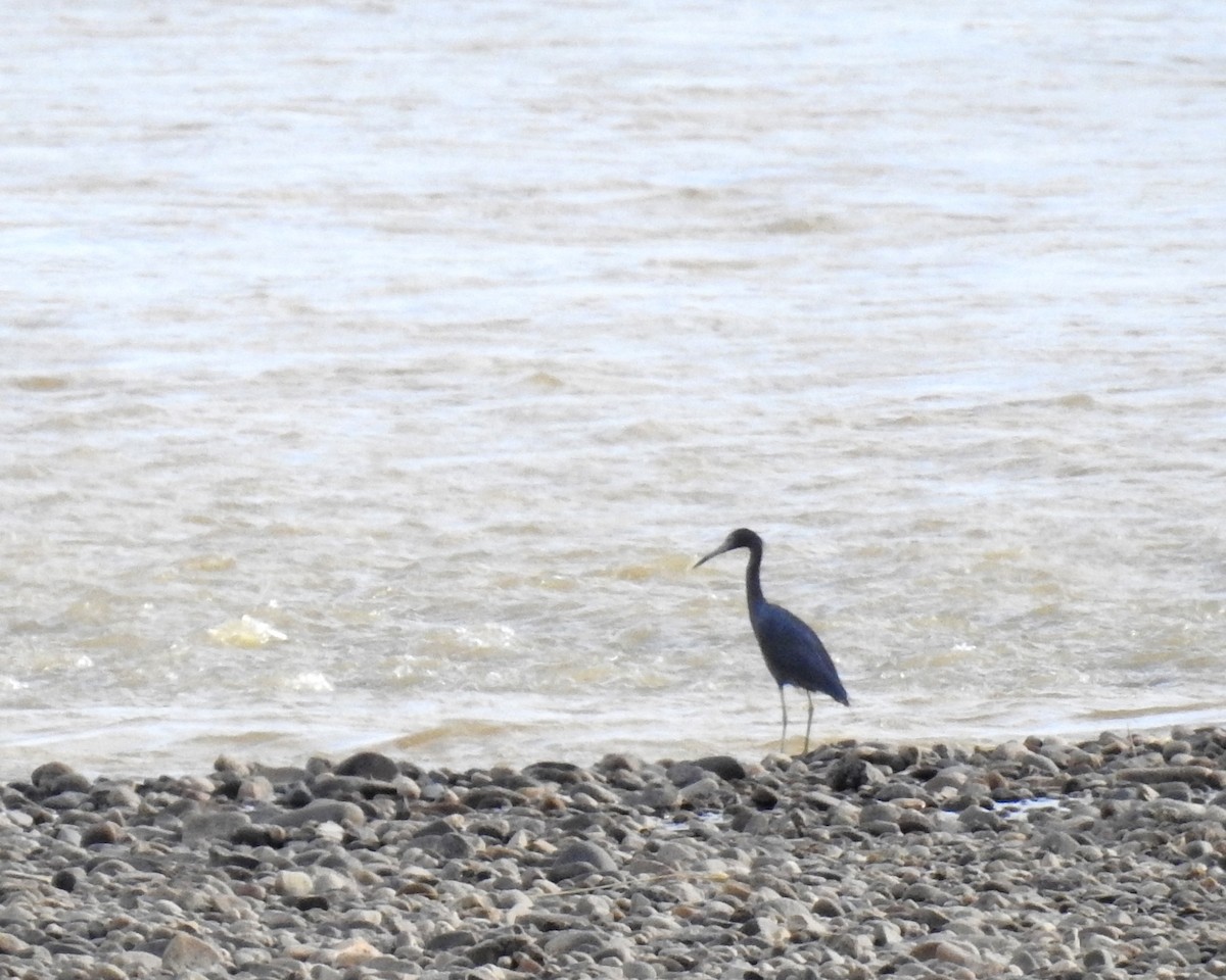 Little Blue Heron - ML293855731