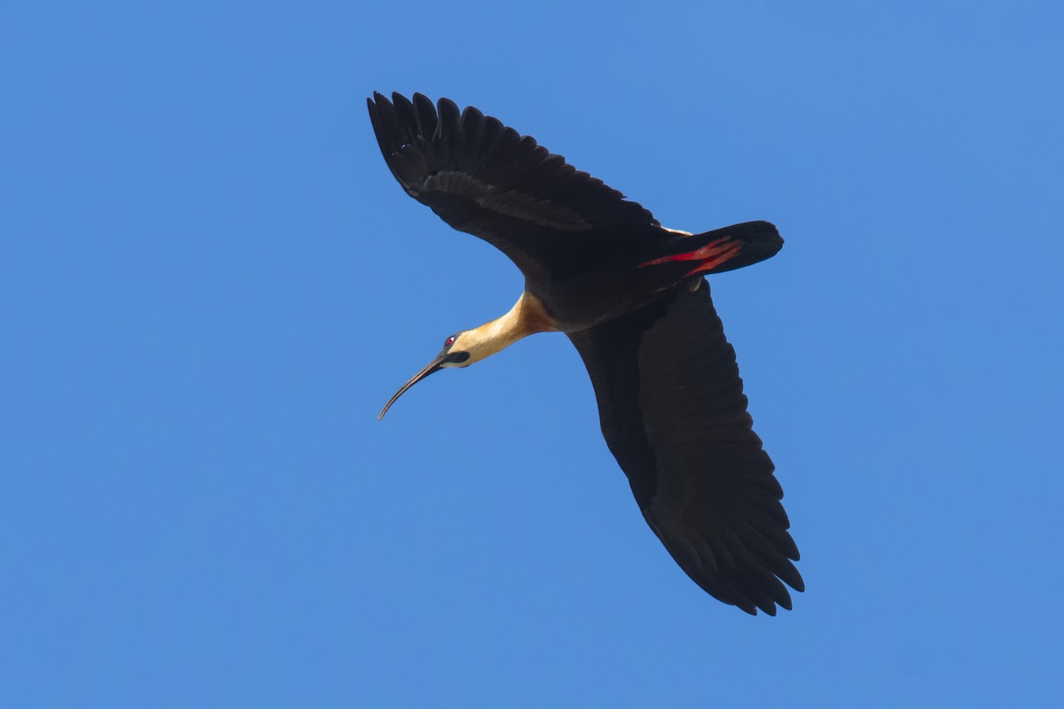 ibis bělokřídlý - ML293858031