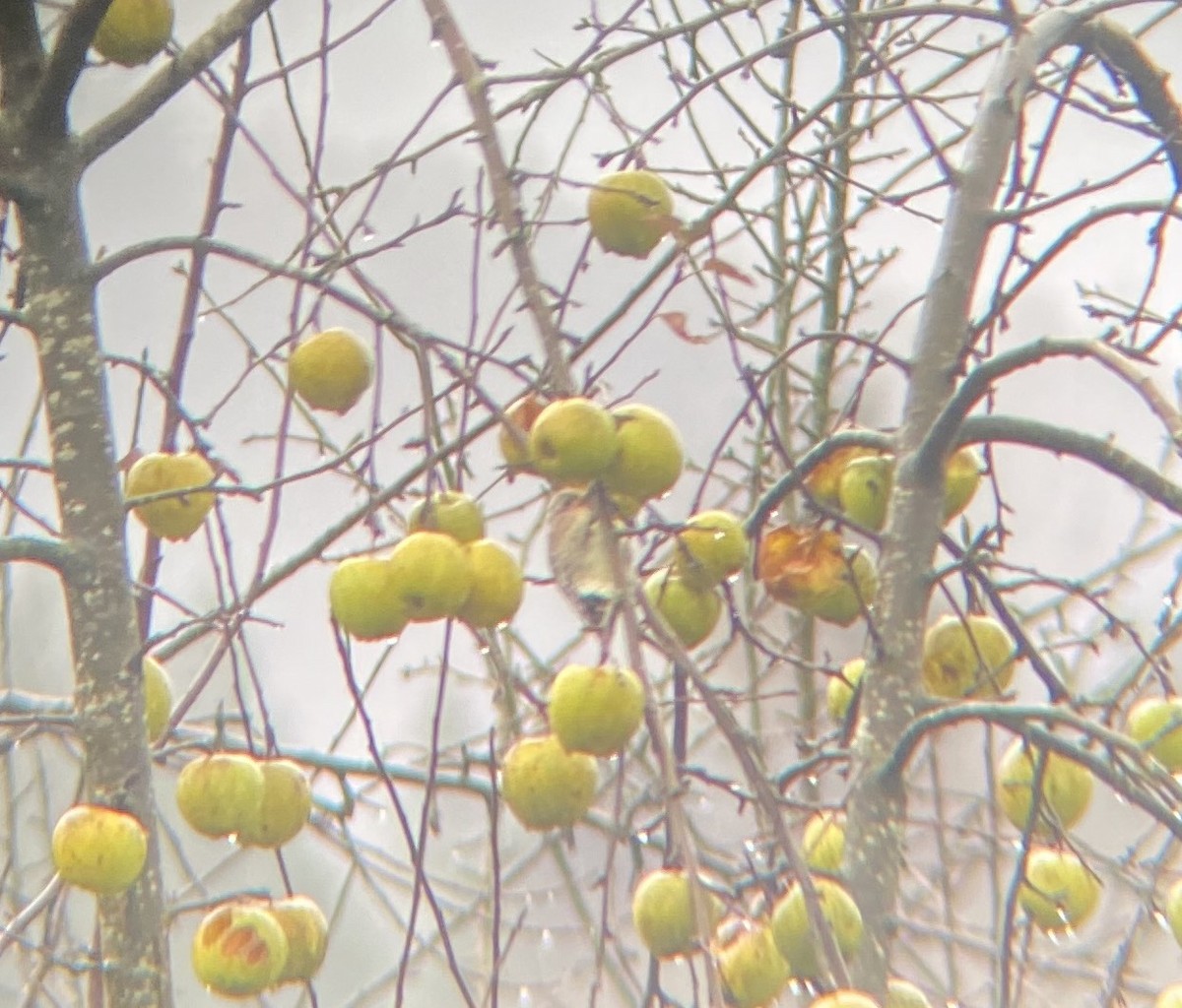 Yellow-bellied Sapsucker - ML293858741