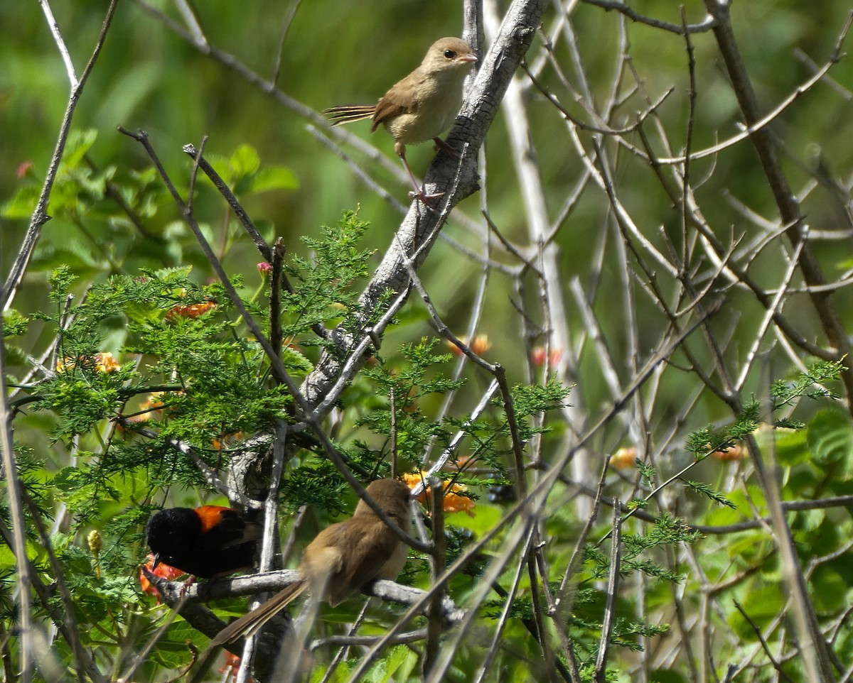 Red-backed Fairywren - ML293859931