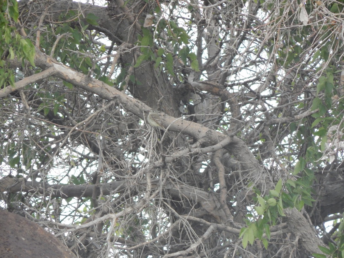 Hammond's Flycatcher - ML29386111