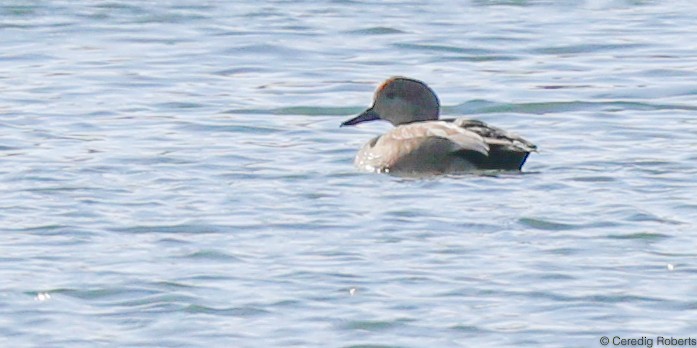 Gadwall - Ceredig  Roberts