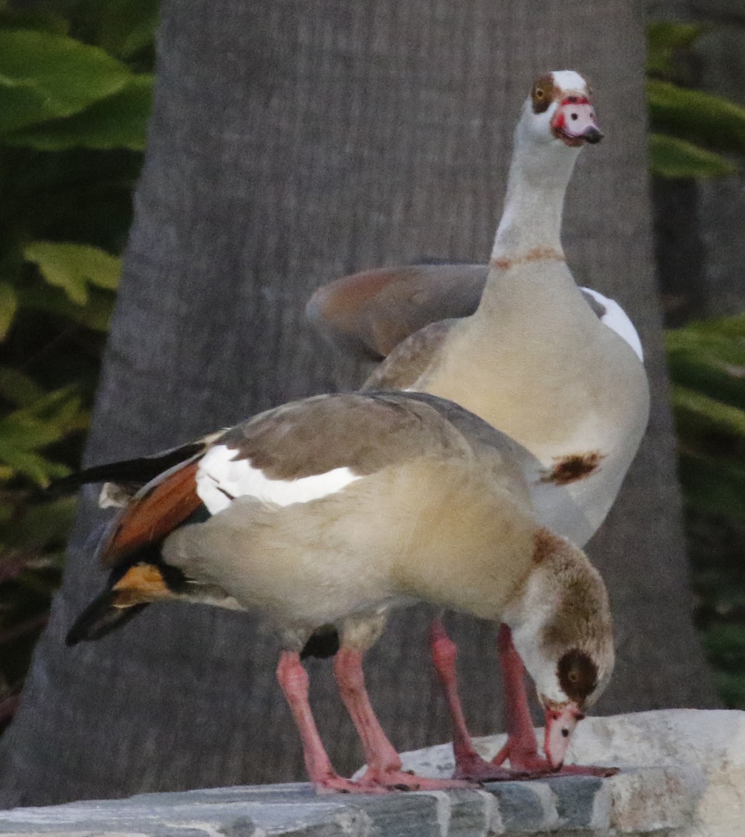 Egyptian Goose - George Nothhelfer