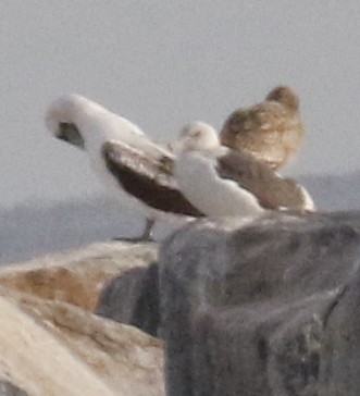 Masked Booby - ML293861591