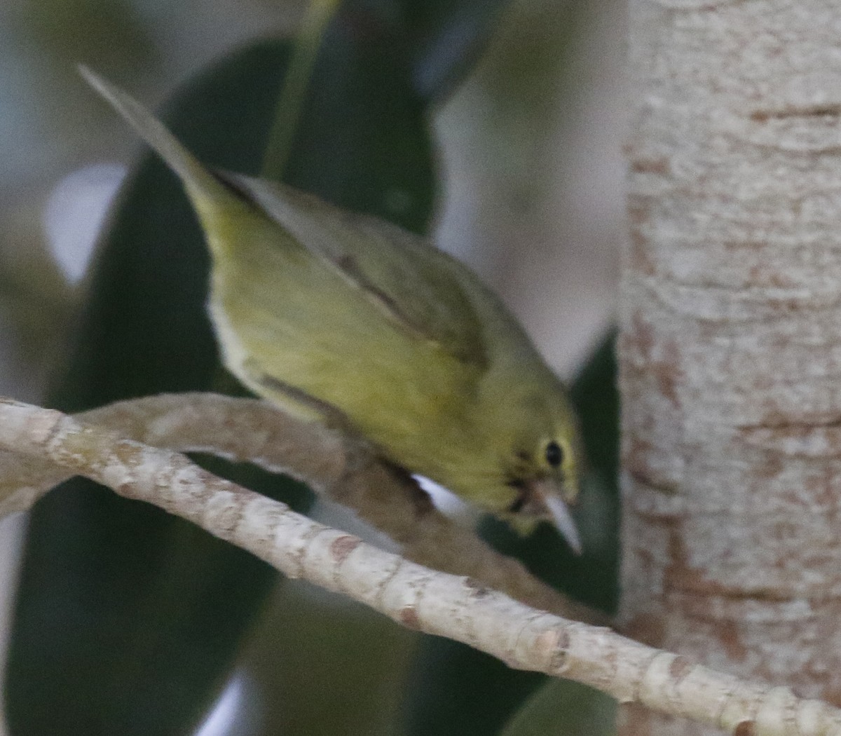 Orange-crowned Warbler - ML293861991