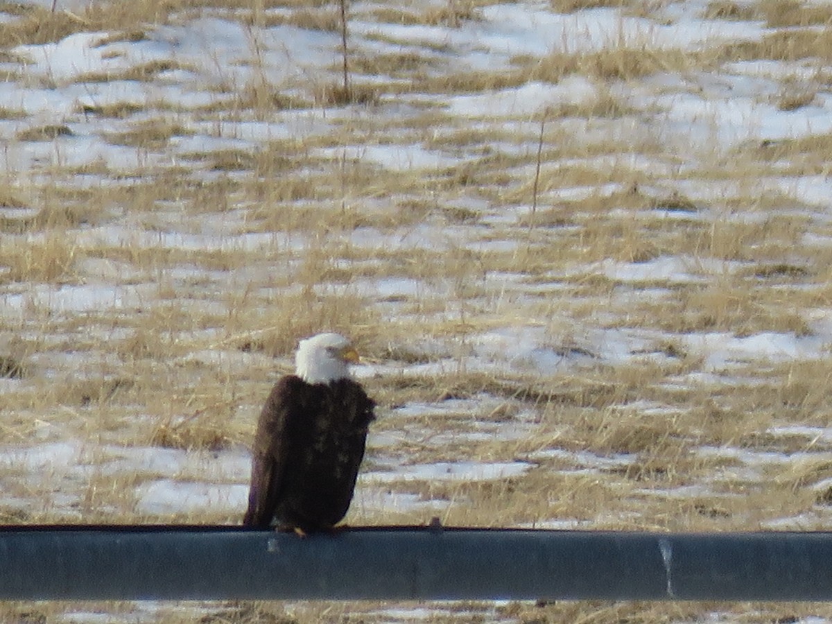 Bald Eagle - ML293862381