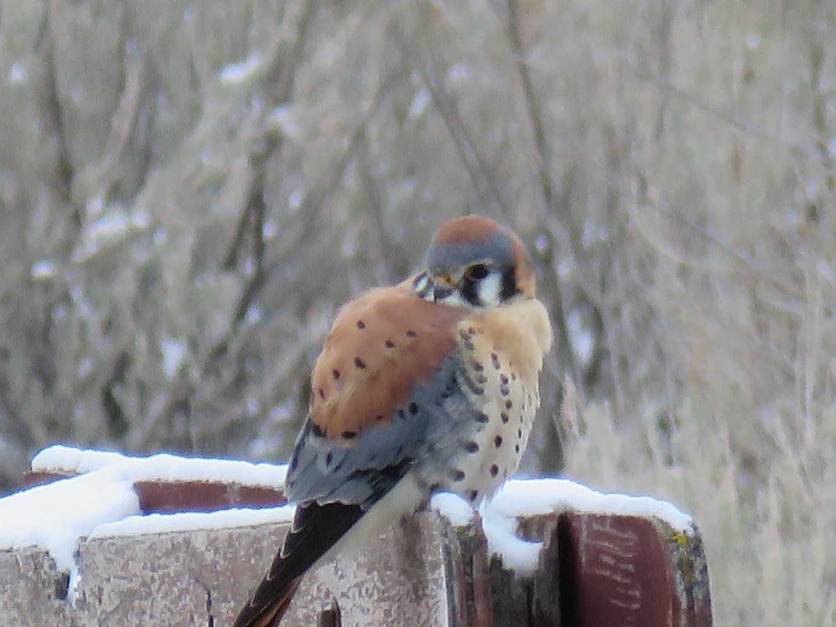 American Kestrel - ML293862471
