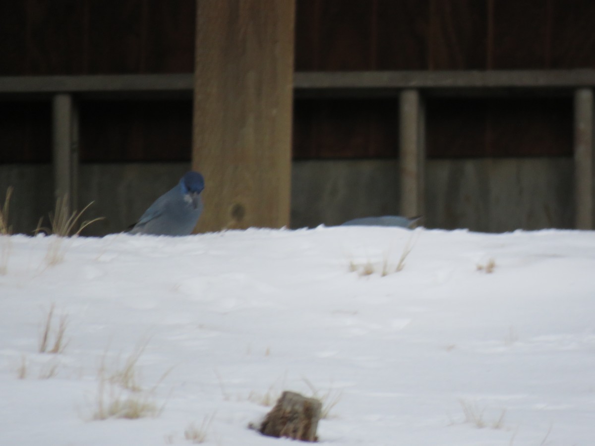 Pinyon Jay - ML293862631