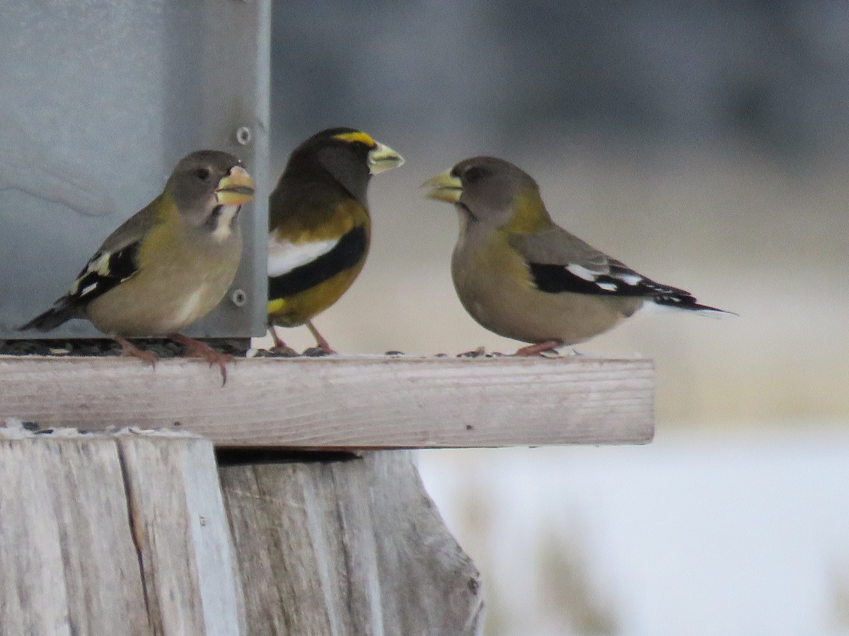 Evening Grosbeak - ML293862791