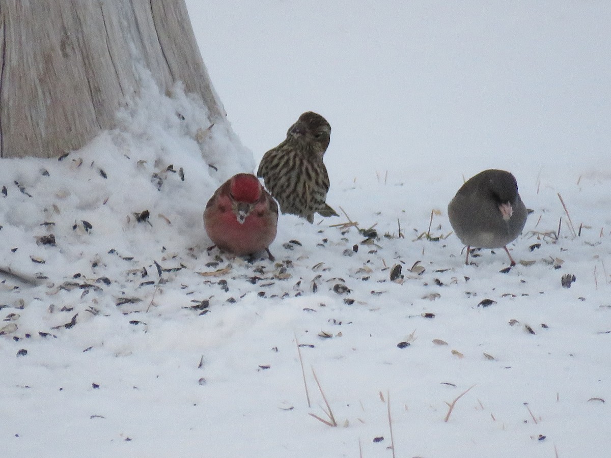 Cassin's Finch - ML293862921