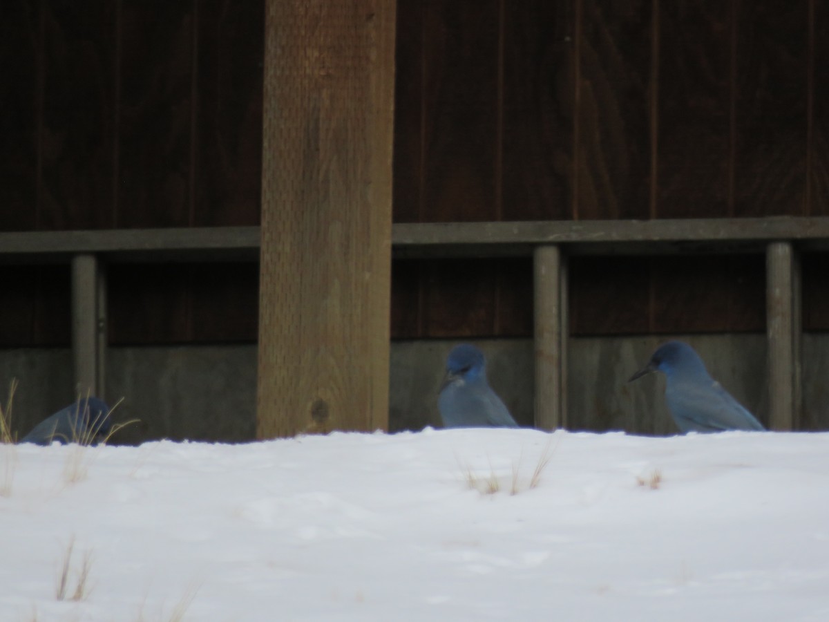 Pinyon Jay - ML293863221