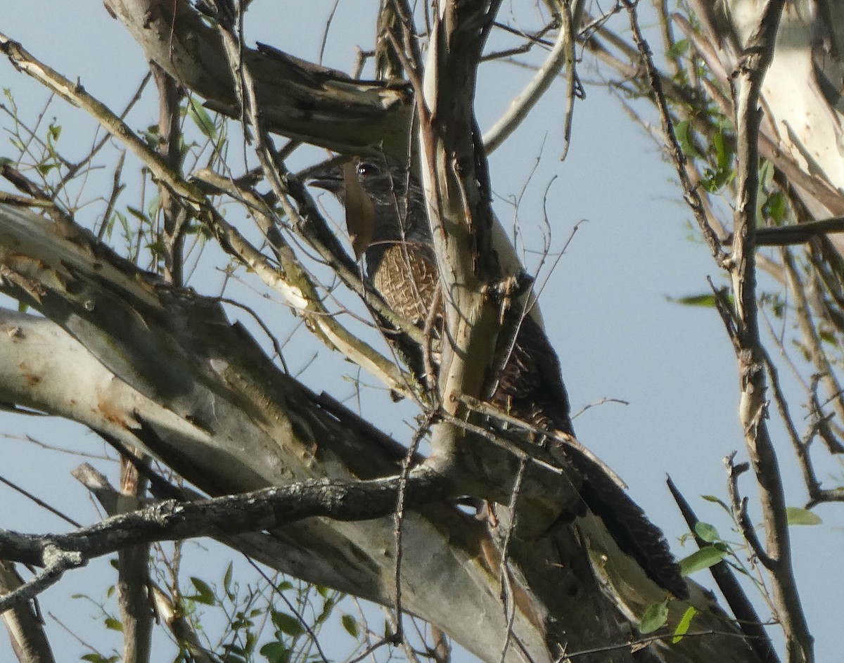 Pheasant Coucal - ML293863381