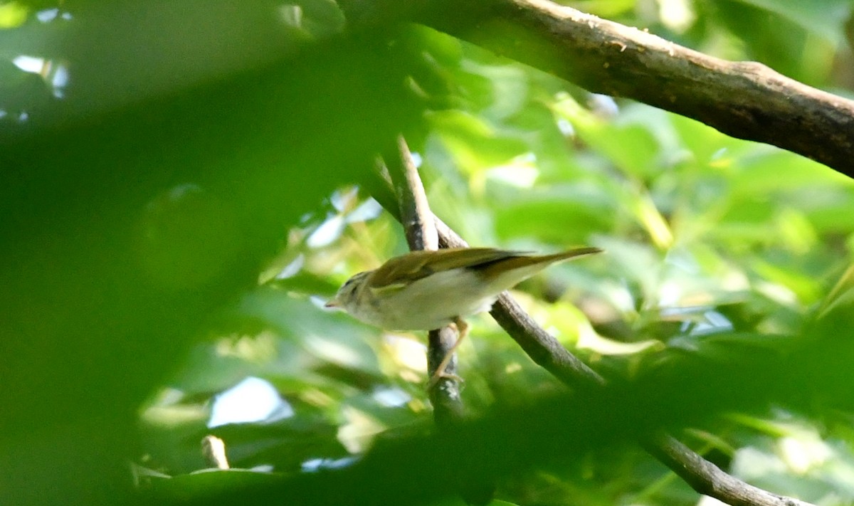 Pale-legged Leaf Warbler - ML293863771